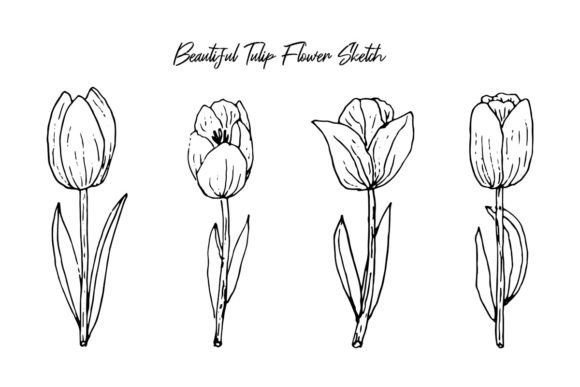 Download Aesthetic Handrawn Spring Tulip Flowers - Flowers Collection